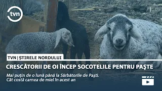 MAI PUȚIN DE O LUNĂ PÂNĂ LA SĂRBĂTORILE DE PAȘTI. CÂT COSTĂ CARNEA DE MIEL ÎN ACEST AN