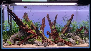 Oase ScaperLine 100 live aquascaping session timelapse @De Wase Aquarium & Vijverwinkel