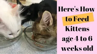 What & How to Feed Kittens age 4 to 6 Weeks old