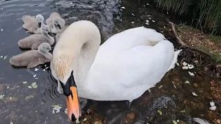 13. Mom swan is pecking at me today, and dad is working hard in the back. Baby Swans. Cygnets.