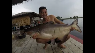 Fishing Tour Thailand Mekong Catfish- BKKGUY