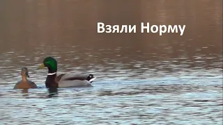 Охота на селезня с ночевкой. Шикарные налеты.