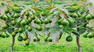 Bets Video Avocado Grafting avocado Fruit with avocado Fruit Growing fast with aloe vera