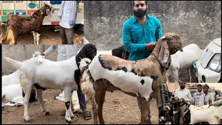 Balaheri bakra mandi live updet balaheri goat market cover with price 20th may 2024