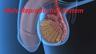 Anatomy and Physiology of Male Reproductive System