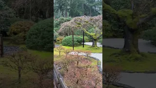 Portland Japanese Garden #shorts #japanesegarden #gardenscapes #japanese