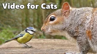 Videos for Cats to Watch : Birds Chirping and Squirrels Extravaganza