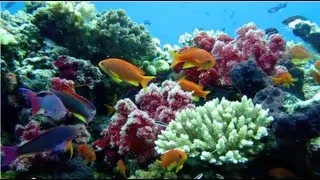 Ultimate Fiji Diving HD revised