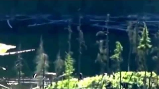 BigFoot 2017 - BIGFOOT SIGHTING!! ON TOP OF A MOUNTAIN!! - BC, Canada (2013) - HD