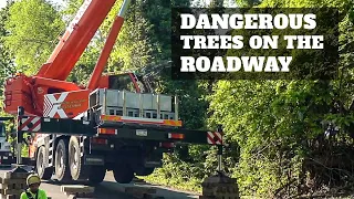 Removing Dangerous Trees for our Local Borough