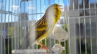 Competition Canary Training song 90 points- 8 minutes uncut