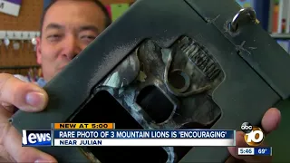 Mountain lions captured on camera