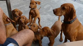 Lunas Welpen Magyar Vizsla Abenteuer unseres 2. Wurfes