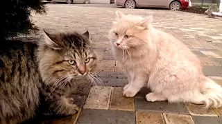 Драка котов  Cats fight