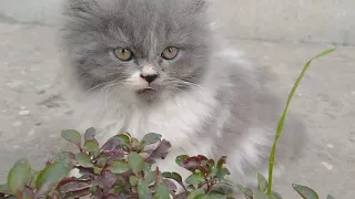 Mother Cat Herding Her Kittens Outside And Protecting Them Everywhere