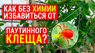 Паутинный клещ: 2 способа избавления от клеща без химии! Как избежать повторного заражения?