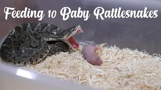 FEEDING 10 NEWBORN RATTLESNAKE!