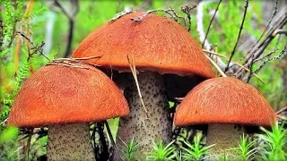 Riddle reasonable behavior mushrooms