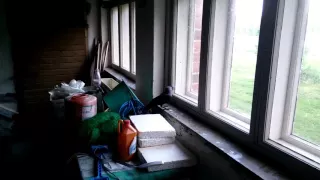 Awesome bird likes windows