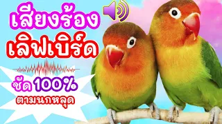 เสียงนกเลิฟเบิร์ดร้อง ชัด100% ใช้ตามนกหลุดหาย lovebird sounds #นกเลิฟเบิร์ด คลิปเสียง อาสี่