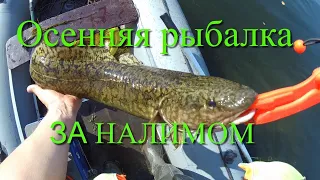 Осенняя рыбалка. За налимом. Рыбалка в Иркутске. Ловля налима на донку. Ловля налима на закидушки