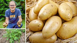 No Digging! Grow the Best Potatoes in Straw