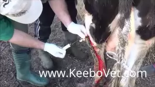 Surgery Solution Of Big Abscess In Dairy Cow, See How Veterinarian Doctor Helps