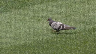 A pigeon takes in a game at Nationals Park