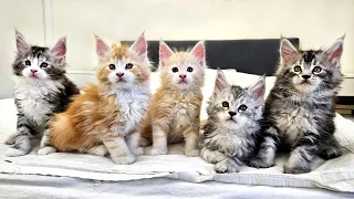 Maine Coon Kittens On the Loose!