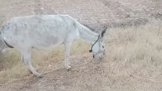 donkey eating grass in village