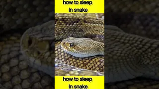 how to sleep in snake // #shorts