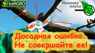 НЕ РЕЖЬТЕ ДЕРЕВЬЯ! Сперва посмотрите это видео. Фатальная ошибка даже опытных садоводов!