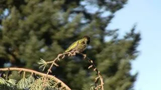 Anna's Hummingbird, Color & Song. Калипта Анны, окраска, пение (1885sp)