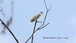 The Amazon's white bellbirds are the world's loudest birds