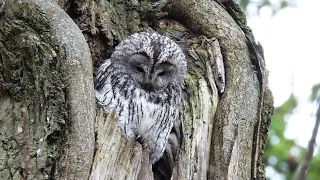 Naminė pelėda / Strix aluco / Tawny Owl / Обыкновенная неясыть