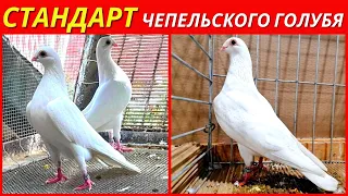 Голуби Чепельские СТАНДАРТ и Происхождение Чепельского Высоколётного Голубя 🧐/ pigeon pigeons