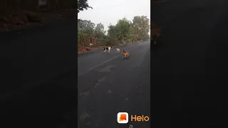 Goat mating with female dog