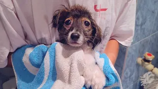 Bath, Vet And A Warm Bed For Abandoned Little Puppy