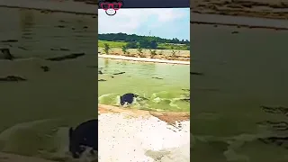 pig killed by crocodile #shorts #wildlife #crocodile