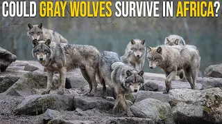 Could Gray Wolves Survive In Africa Among Lions, Hyenas And Wild Dogs?