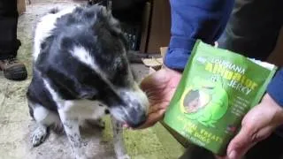 Bark Box Enrichment 1: The Staff Pack