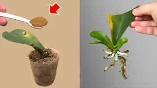 Sprinkle 1 Spoon! Rotten Orchids Instantly Revive Easily