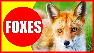 FOXES FOR KIDS - Fox Facts for Children, Kindergarten and Preschoolers