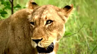 The Rare and Exotic animals "white lions "-(HD)National Geographic (full documentary)#animals