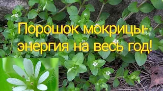 Порошок из мокрицы- энергия на весь год!!!