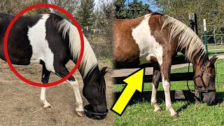 Когда люди увидели, что эта лошадь может менять свой цвет, они не поверили своим глазам