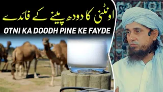 The Benefits of camel milk | Mufti Tariq Masood | @IslamicYouTube2