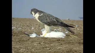 Peregrine falcon | with killed Egret | at Little Runn of Kuch
