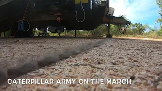 Caterpillar Army on the March