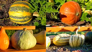 10 Types of Squash You MUST Grow